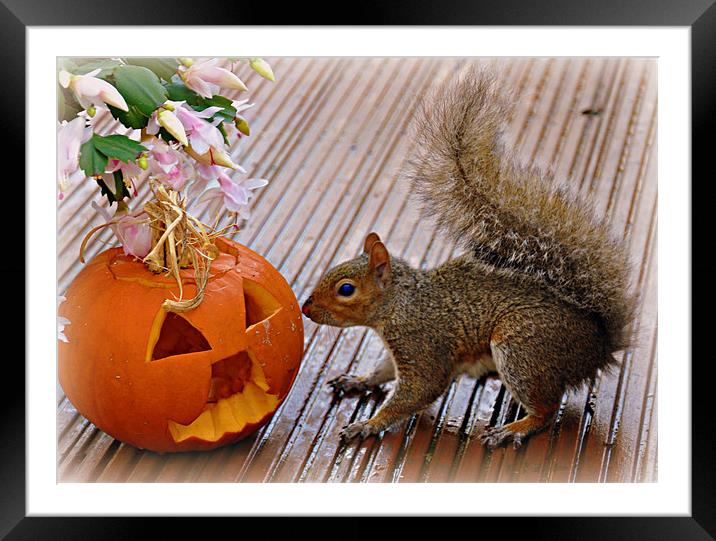 squirrel fun Framed Mounted Print by sue davies