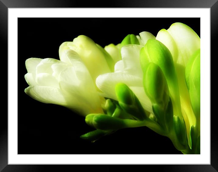 Freesia Framed Mounted Print by Mary Lane