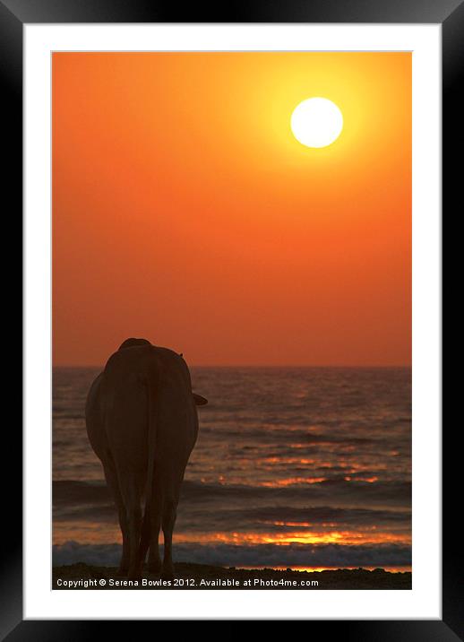 Cow Watching the Sunset Arambol, Goa, India Framed Mounted Print by Serena Bowles