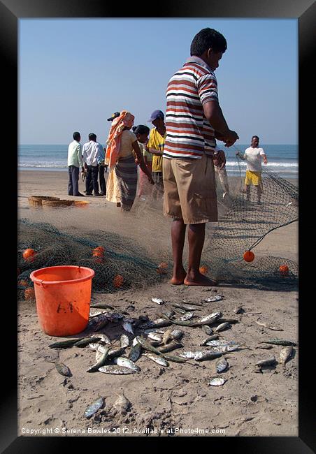 Fishermen Sorting the Catch Arambol Framed Print by Serena Bowles