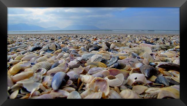 Seashells Framed Print by barbara walsh