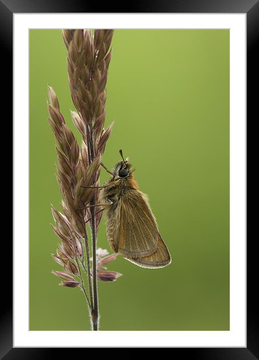 Big Little Things No:1 Framed Mounted Print by Natures' Canvas: Wall Art  & Prints by Andy Astbury