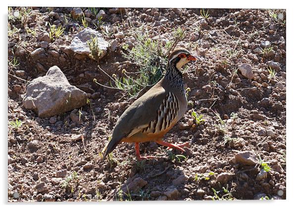 Wild partridge Acrylic by Digby Merry