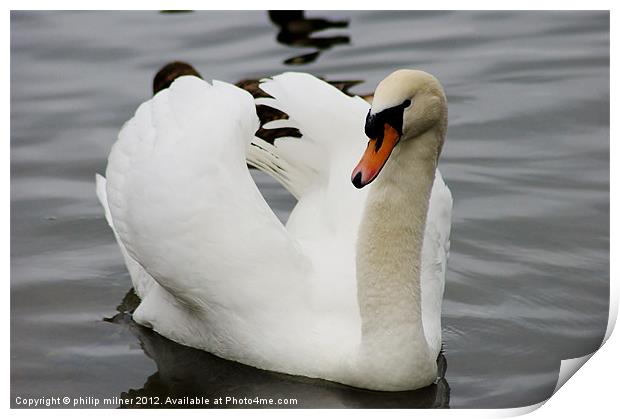 Angry Swan Print by philip milner