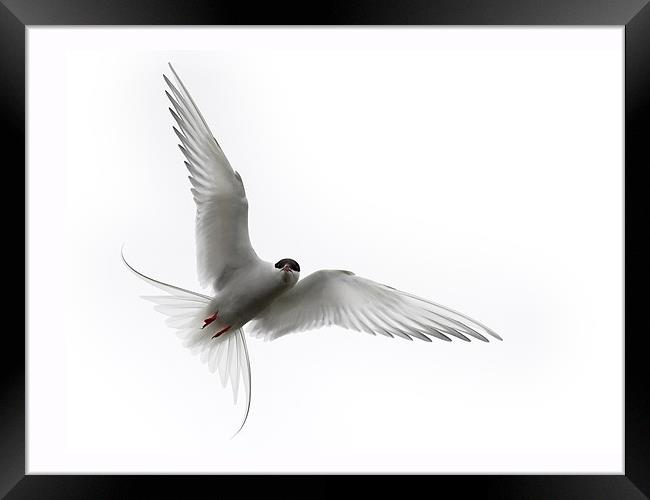 Angry Tern Framed Print by Keith Barker
