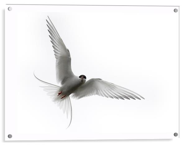 Angry Tern Acrylic by Keith Barker