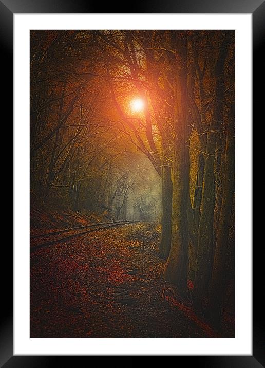 TRACKS IN THE WOODS Framed Mounted Print by Tom York