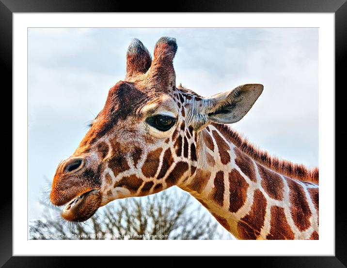Giraffe Framed Mounted Print by Chris Thaxter