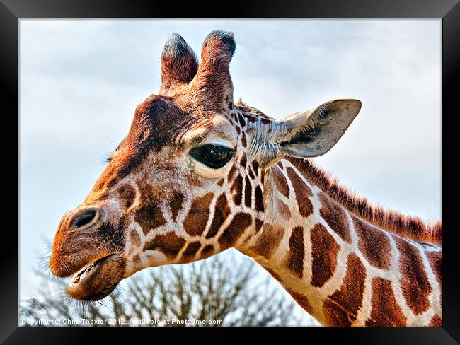 Giraffe Framed Print by Chris Thaxter