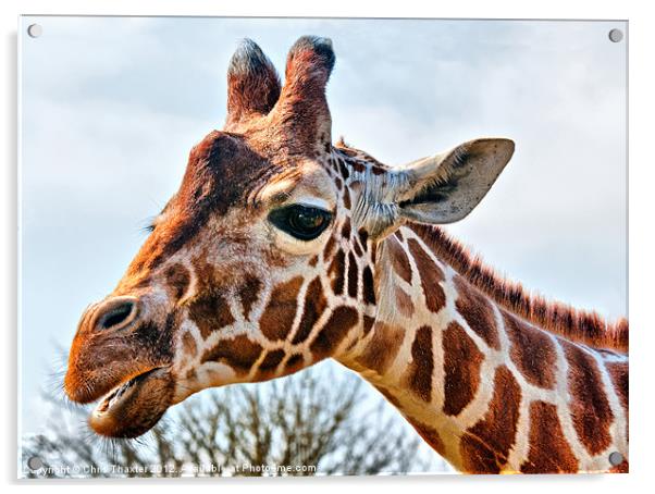 Giraffe Acrylic by Chris Thaxter