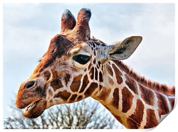 Giraffe Print by Chris Thaxter