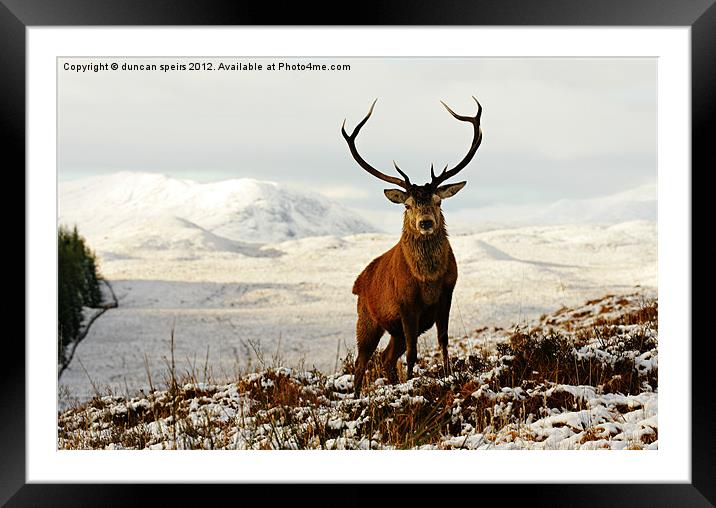 Hamish Framed Mounted Print by duncan speirs
