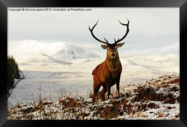 Hamish Framed Print by duncan speirs