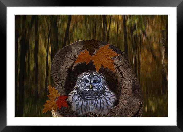 Little Barred Owl Framed Mounted Print by Tina Lindsay