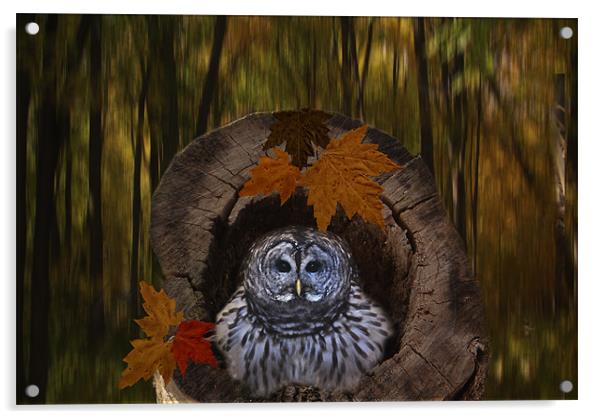 Little Barred Owl Acrylic by Tina Lindsay