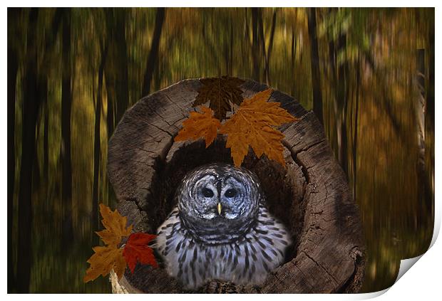 Little Barred Owl Print by Tina Lindsay