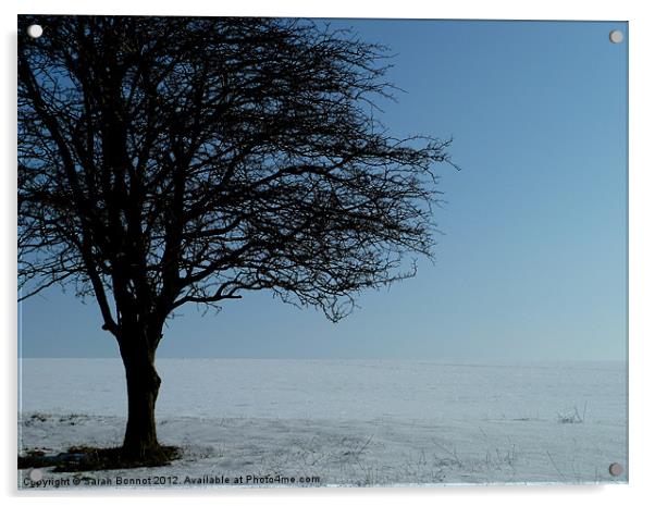 Tree in the snow Acrylic by Sarah Bonnot