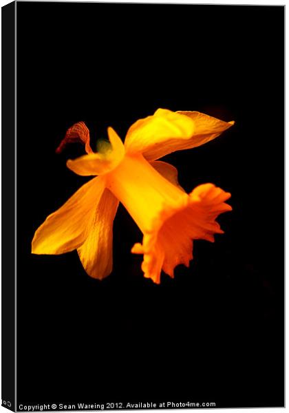 Daffodil on black Canvas Print by Sean Wareing