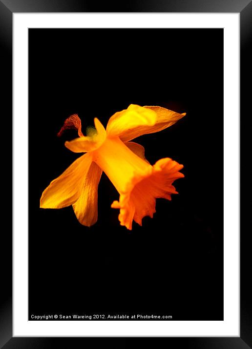 Daffodil on black Framed Mounted Print by Sean Wareing