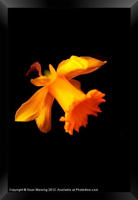 Daffodil on black Framed Print by Sean Wareing