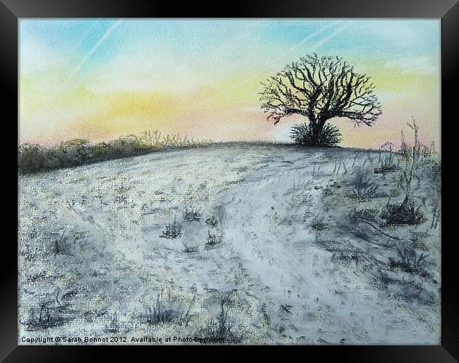 Snowy Oak Framed Print by Sarah Bonnot