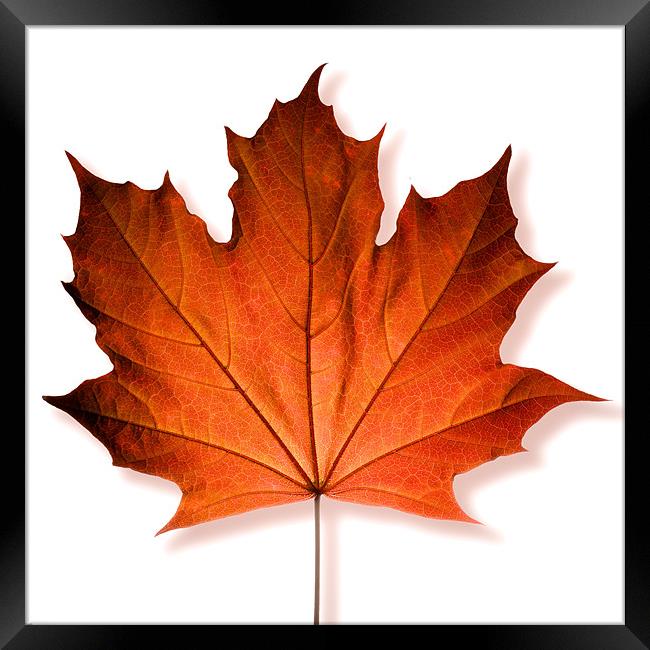 Red Maple Leaf Framed Print by David Yeaman