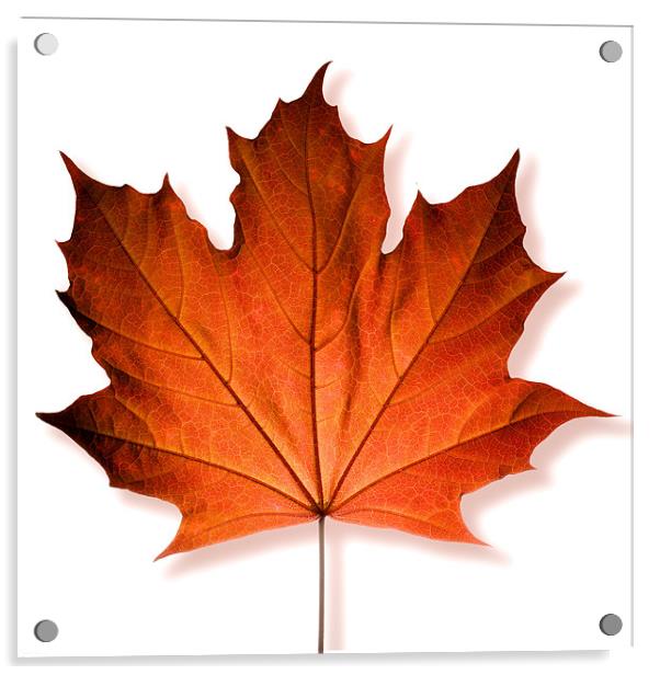 Red Maple Leaf Acrylic by David Yeaman