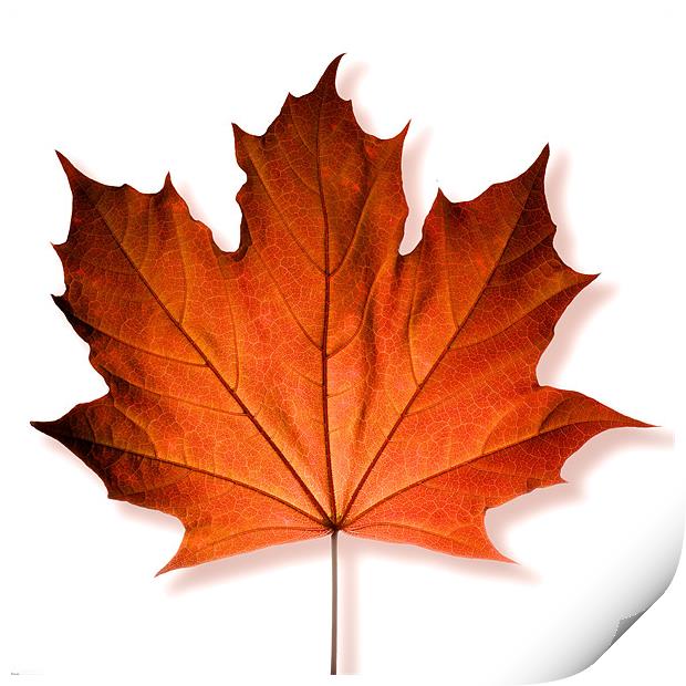Red Maple Leaf Print by David Yeaman