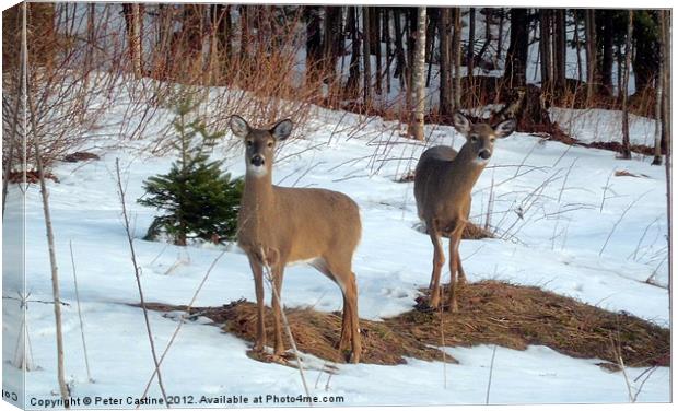 Curious Whitetail Does Canvas Print by Peter Castine