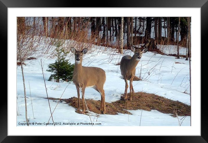 Curious Whitetail Does Framed Mounted Print by Peter Castine