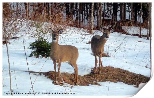 Curious Whitetail Does Print by Peter Castine