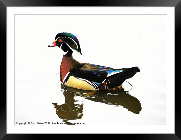 Carolina Duck Framed Mounted Print by Stan Owen