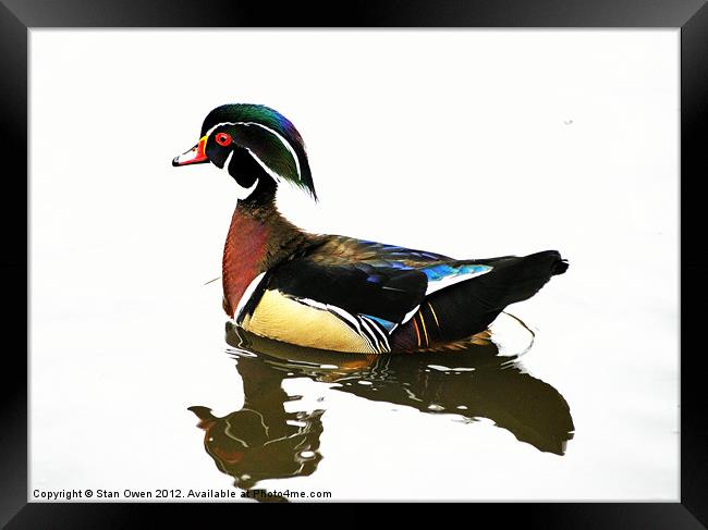 Carolina Duck Framed Print by Stan Owen