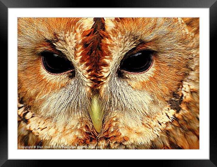 Tawny Owl Framed Mounted Print by Stan Owen