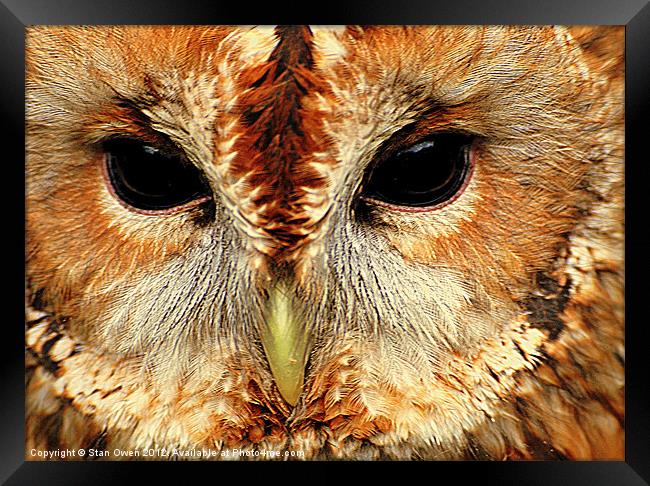 Tawny Owl Framed Print by Stan Owen