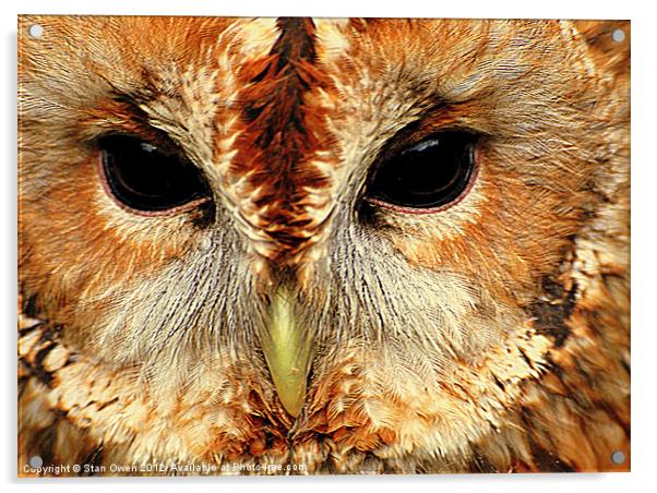 Tawny Owl Acrylic by Stan Owen