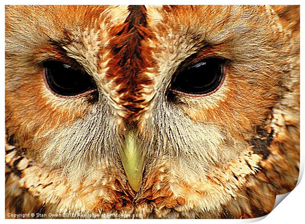 Tawny Owl Print by Stan Owen