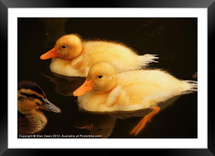 Twins Plus One Framed Mounted Print by Stan Owen