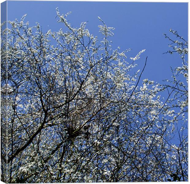 May Tree Blossom Canvas Print by Persefone Williams