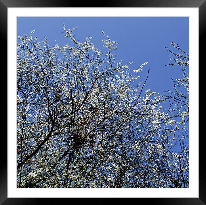 May Tree Blossom Framed Mounted Print by Persefone Williams