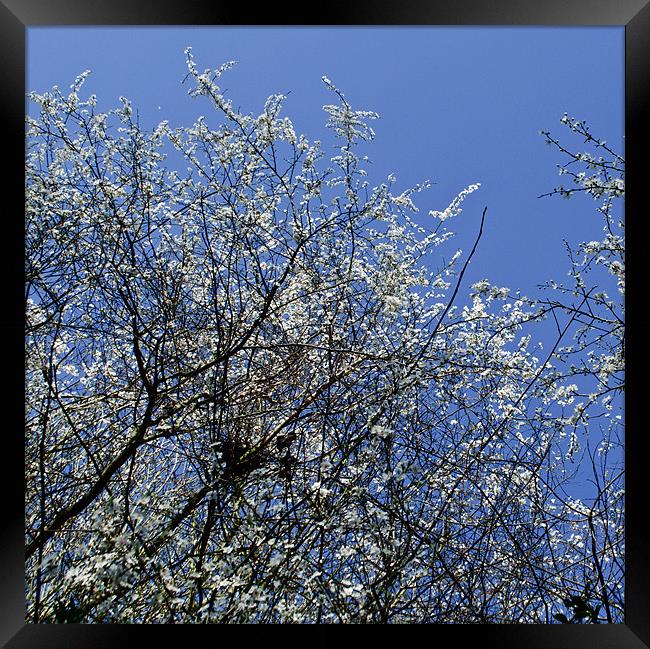 May Tree Blossom Framed Print by Persefone Williams