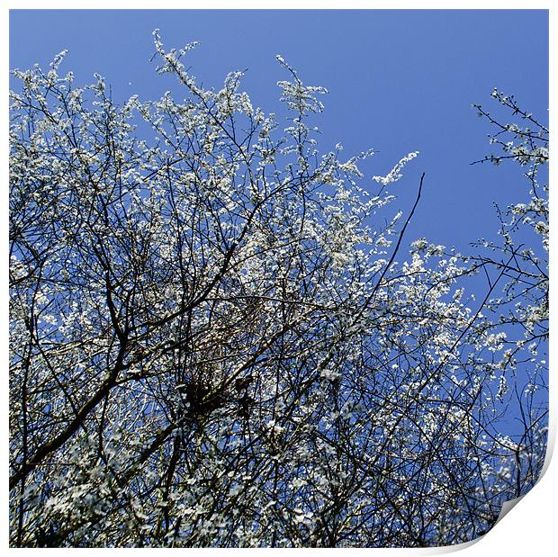 May Tree Blossom Print by Persefone Williams