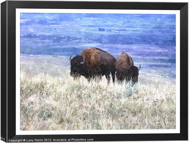 American bison Canvas Print by Larry Stolle