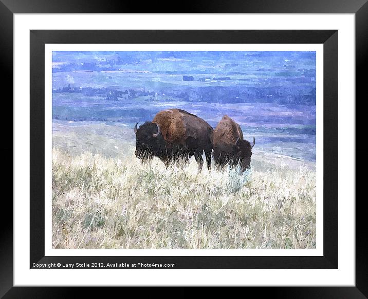 American bison Framed Mounted Print by Larry Stolle