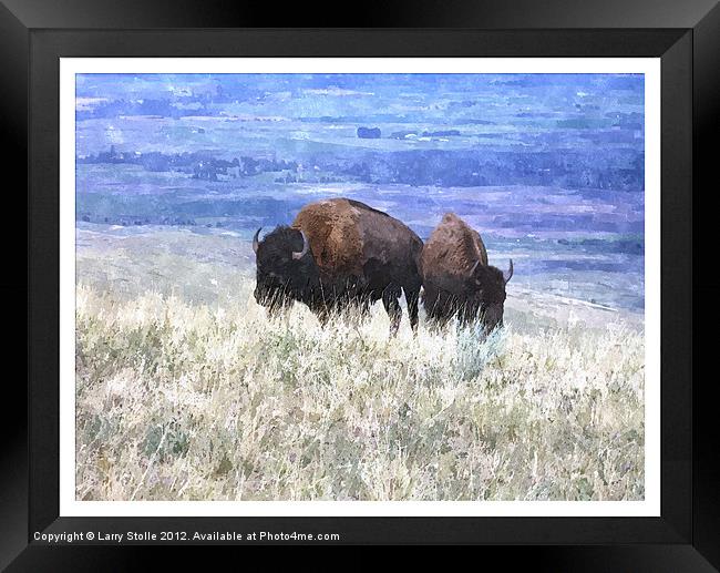 American bison Framed Print by Larry Stolle