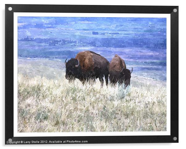 American bison Acrylic by Larry Stolle