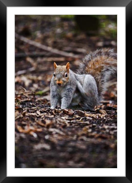 Squirrel hitting the spot Framed Mounted Print by Jack Jacovou Travellingjour