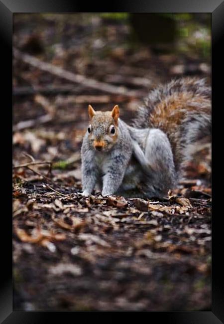 Squirrel hitting the spot Framed Print by Jack Jacovou Travellingjour