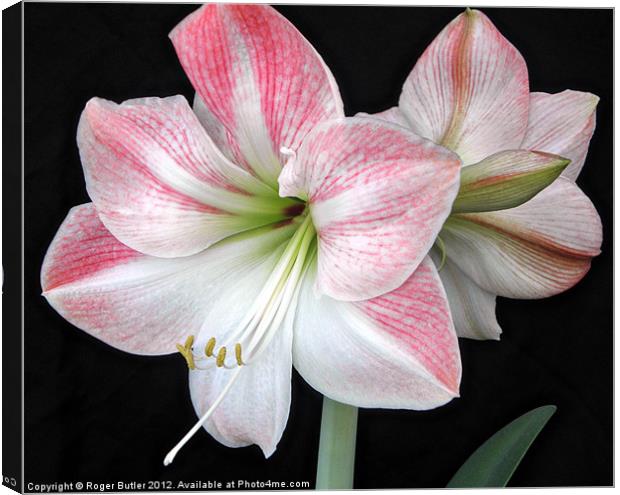 White & Pink Amaryllis (2) Canvas Print by Roger Butler