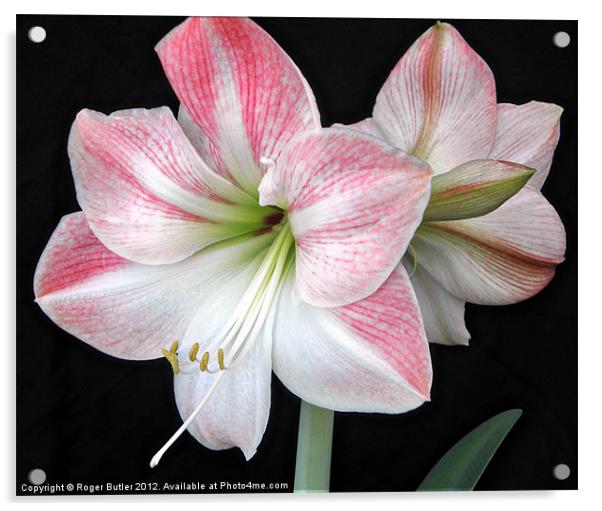 White & Pink Amaryllis (2) Acrylic by Roger Butler